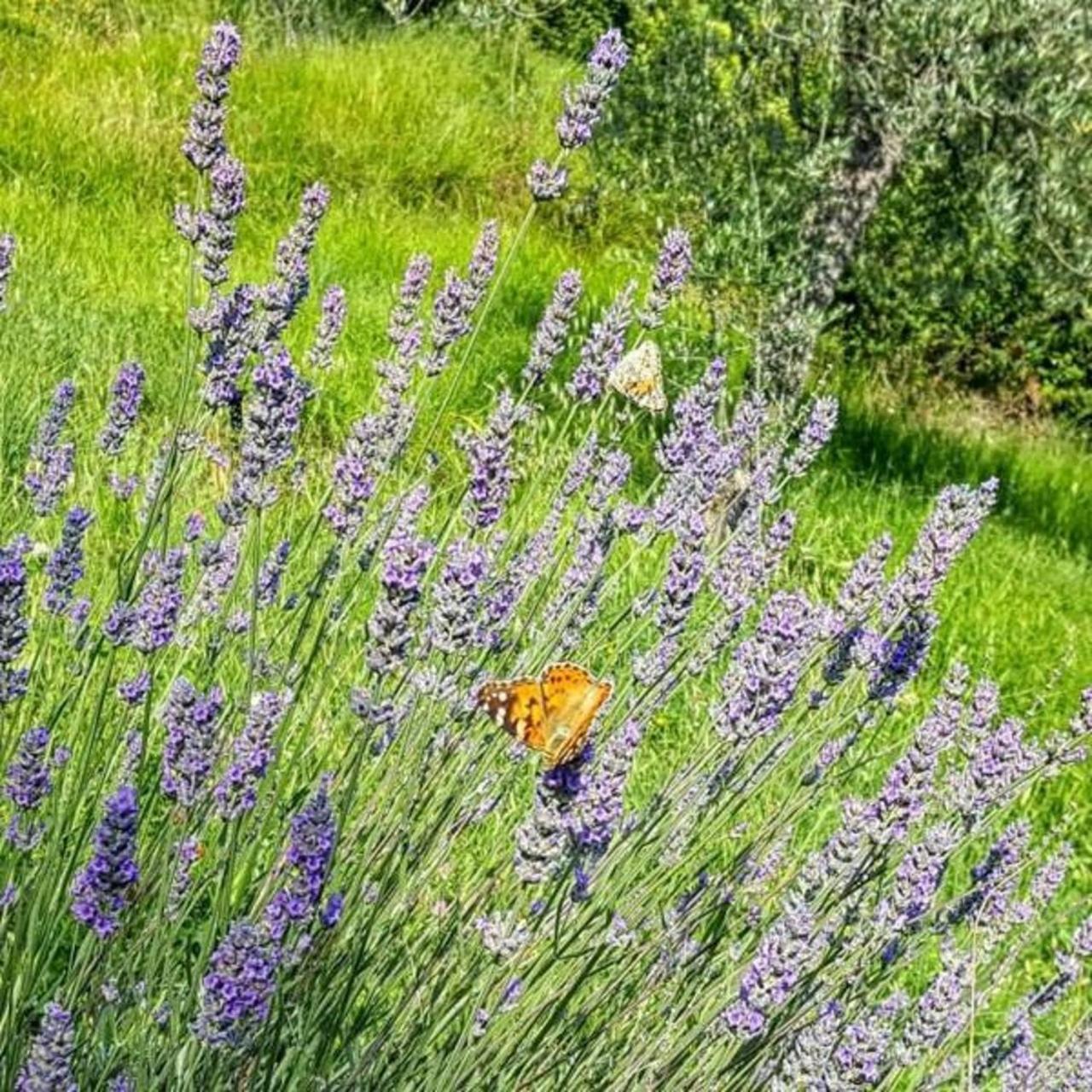 Bed & Breakfast Casa Lisetta Valtopina Экстерьер фото